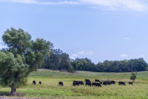 Agricultural Land